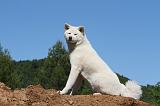 AKITA INU 488